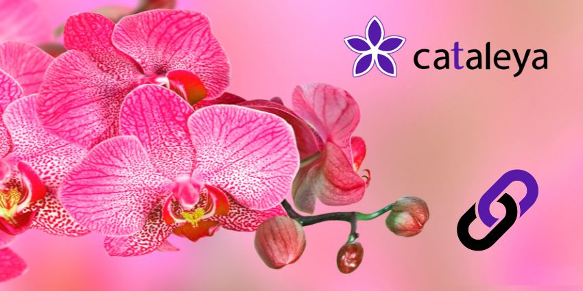 Why Is SIP Security Important? Cataleya Demystifies Its Velona Certification