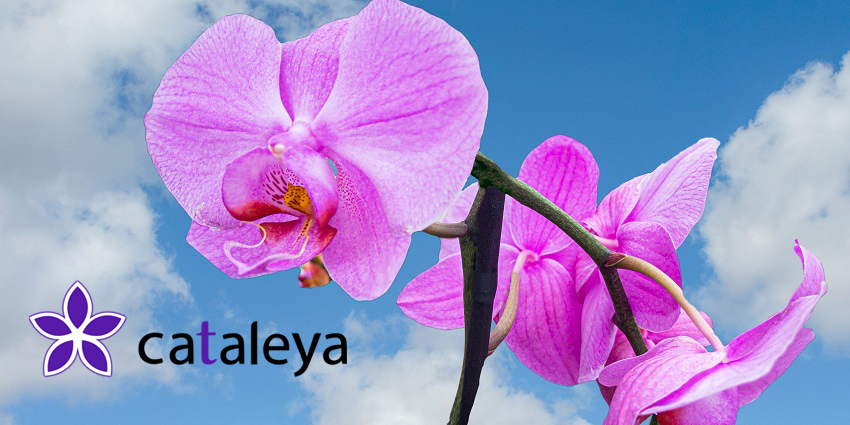 Orchid Cloud: Private, Reliable, Fast SBC as a Service